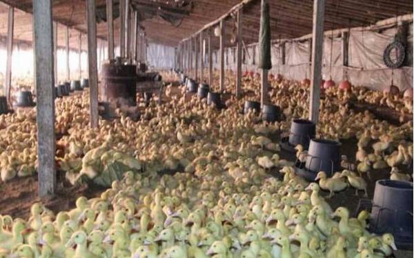 大棚养鸭怎么避免应激?_养鸭