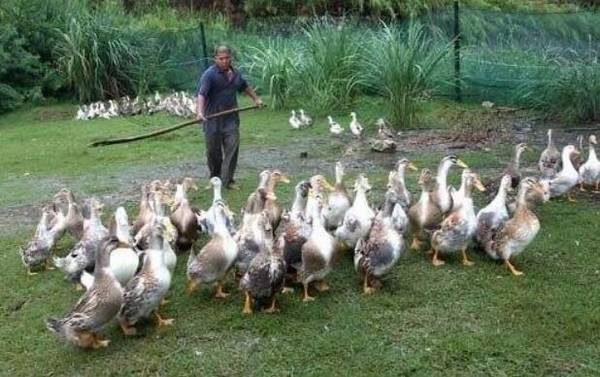 蛋鸭断水应激怎么处理?_养鸭