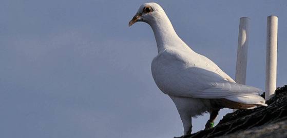 信鸽每小时能飞多少公里?_养鸽