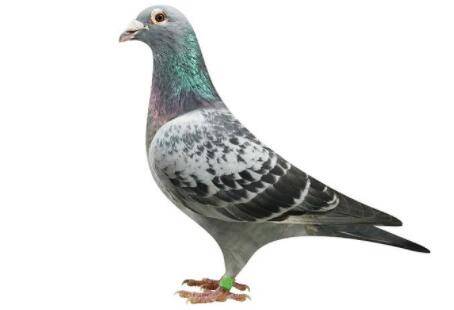 信鸽不精神什么原因?_养鸽