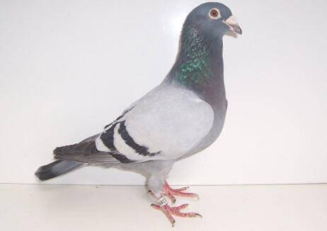 信鸽拉绿便怎么办?_养鸽