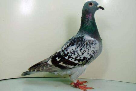 信鸽不吃不喝什么原因?_养鸽