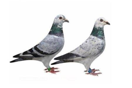 信鸽怎么训放好?_养鸽