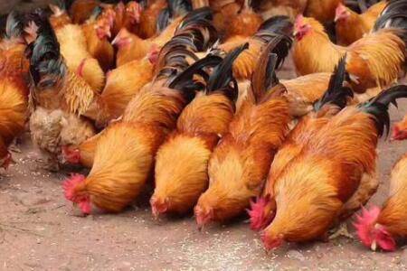 肉鸡拐腿什么原因?_养鸡