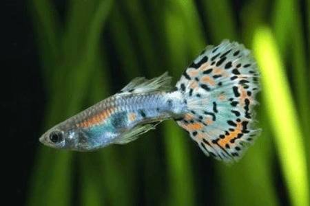 孔雀鱼吃蚊子幼虫与鱼缸中绿苔吗?_养鱼