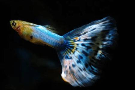 孔雀鱼背部烂肉的治疗方法_养鱼