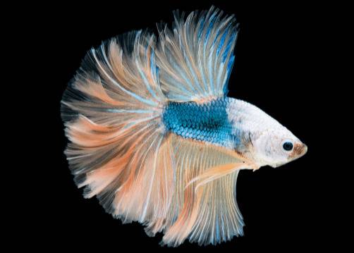 孔雀鱼能不能混养,可以跟什么鱼混养_养鱼