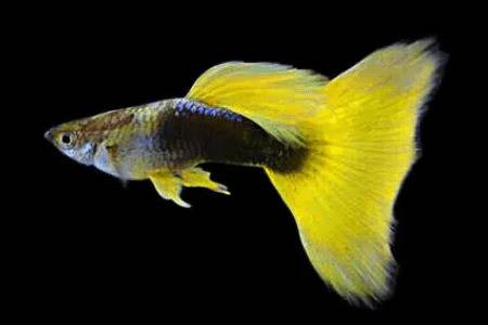 孔雀鱼幼崽多久换水,应该怎么换水?_养鱼