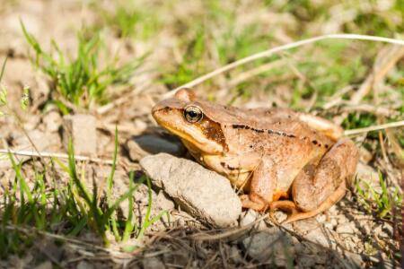 林蛙一亩地养多少只?_养蛙