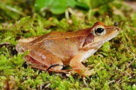 林蛙养殖证好不好办?_养蛙