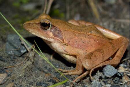 林蛙能带上高铁吗?_养蛙