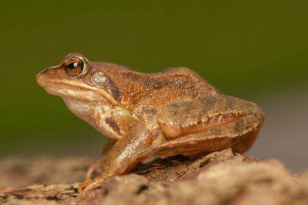 林蛙和哈士蟆有没有区别_养蛙