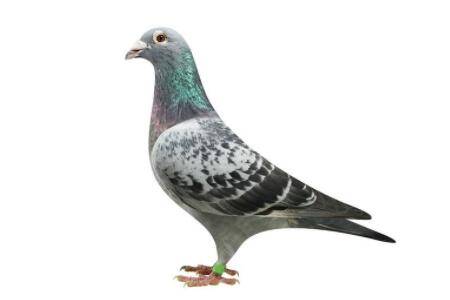 信鸽腺病毒有哪些症状,怎么治疗?_养鸽