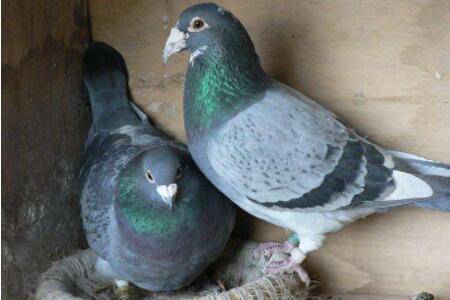 肉鸽青年鸽的饲养密度是多少_养鸽