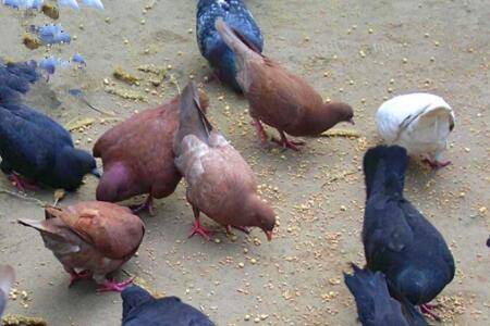 肉鸽青年鸽饲料配方参考_养鸽