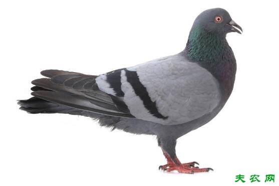肉鸽青年鸽饲料配方参考_养鸽