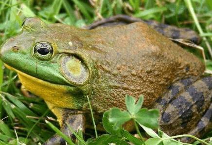 牛蛙怎么越冬,三种越冬方法_养蛙