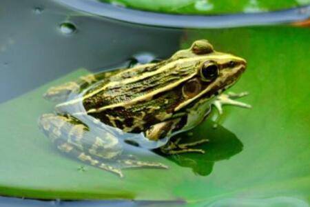 青蛙后腿有几个脚趾头_养蛙