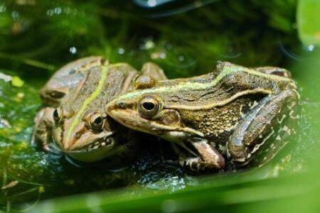 青蛙什么时间产卵?_养蛙