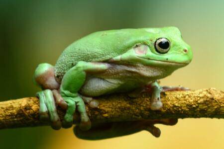 青蛙亩产量是多少_养蛙