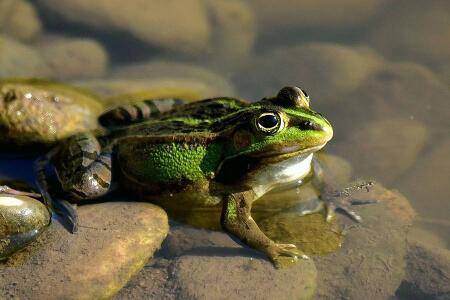 青蛙为什么冬眠?_养蛙