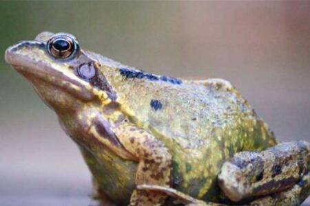 一只牛蛙体重多少克_养蛙
