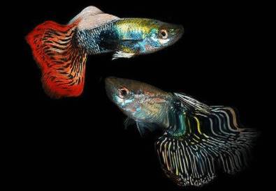 养孔雀鱼要注意什么_养鱼