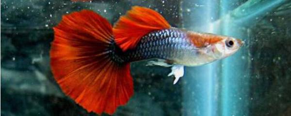 孔雀鱼一天喂食几次_养鱼