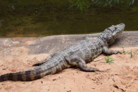 鳄鱼冬天怎么过冬?_养鱼