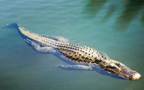 鳄鱼会不会叫?_养鱼