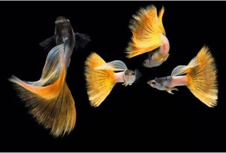 孔雀鱼喂蛋黄水浑怎么处理?_养鱼