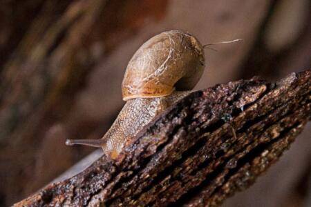 养蜗牛喂什么食物_养殖问答