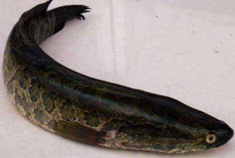 黑鱼一亩地放多少条?_养鱼