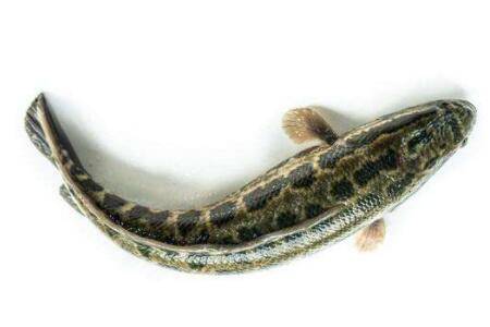 黑鱼一年能长几斤_养鱼