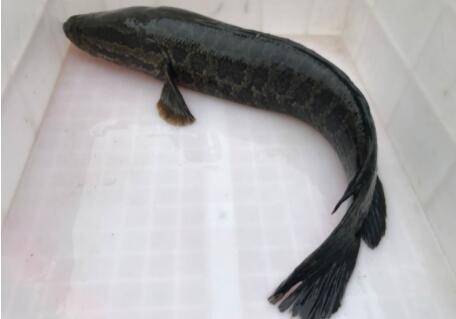 黑鱼怕不怕冷?_养鱼