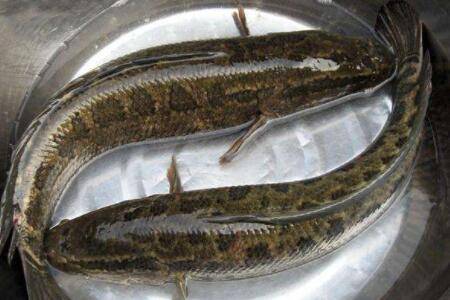 黑鱼怕不怕光?_养鱼