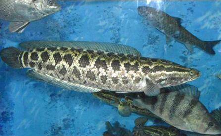 黑鱼离开水可以活多久?_养鱼