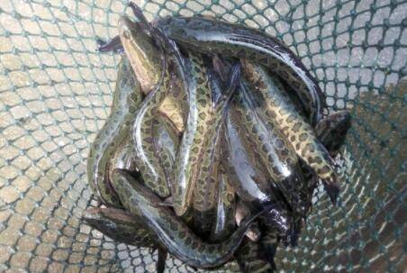 黑鱼是不是淡水鱼?_养鱼