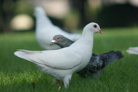 肉鸽蛋孵化时间多长_养鸽