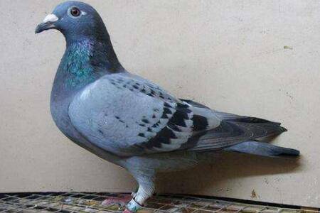 信鸽不精神什么原因?_养鸽