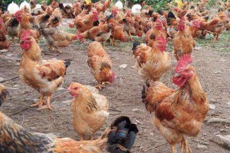 肉鸡得了白冠病怎么办?_养鸡