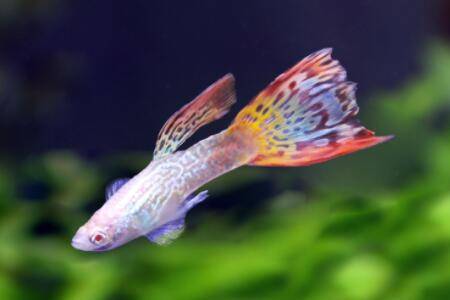 孔雀鱼出生多久开始喂食_养鱼