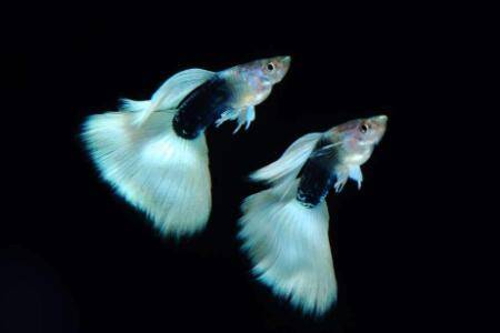 孔雀鱼喂什么好_养鱼