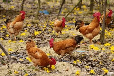 农村养鸡赚钱吗,养什么鸡能赚钱_养鸡