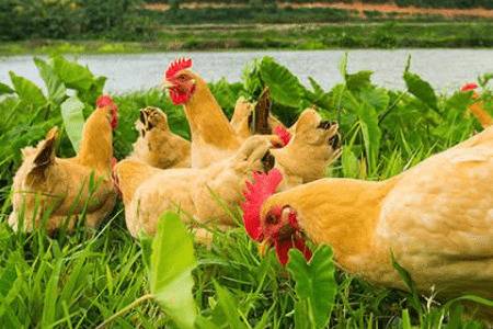 农村养鸡赚钱吗,养什么鸡能赚钱_养鸡