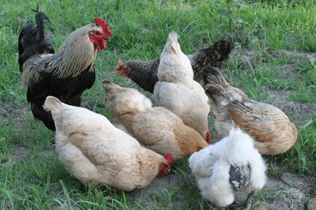 农村养鸡赚钱吗,养什么鸡能赚钱_养鸡