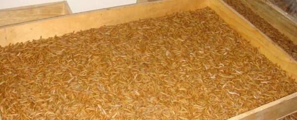 养黄粉虫需要避光吗?_养殖问答