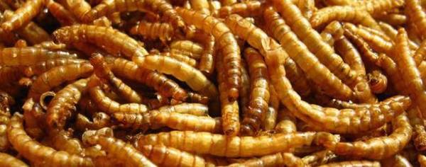 黄粉虫冬眠时要喂食吗?_养殖问答