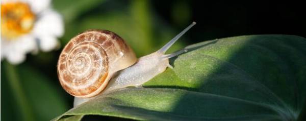 蜗牛有没有眼睛,蜗牛有几只眼睛_养殖问答