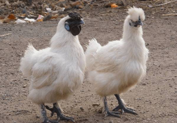 江山乌骨鸡简介,一种全身羽毛洁白的土鸡_养鸡
